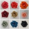 sample rose colours